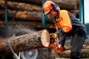 Image of forestry working sawing log